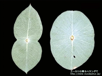 fancyboxウンキナータ(Eucalyptus uncinata)の画像4