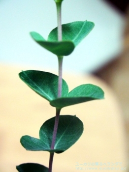 fancyboxウンキナータ(Eucalyptus uncinata)の画像6