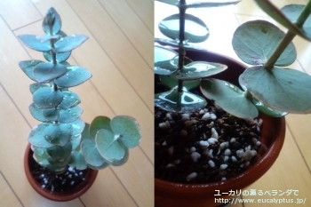 ベイビーブルー (Eucalyptus pulverulenta 'Babyblue')