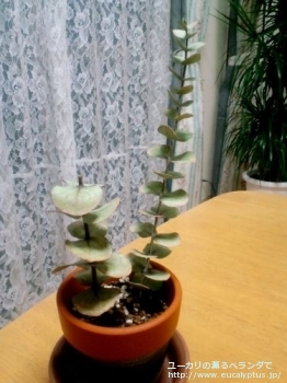 ベイビーブルー (Eucalyptus pulverulenta 'Babyblue')