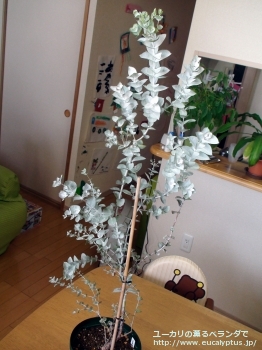 fancyboxアルビダ(Eucalyptus albida)の画像1