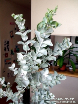 アルビダ (Eucalyptus albida)