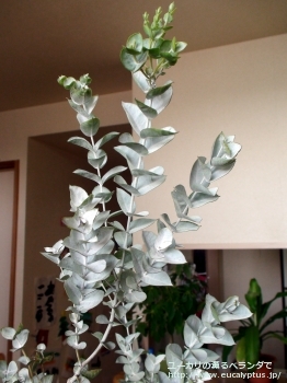 アルビダ (Eucalyptus albida)