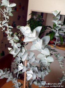 fancyboxアルビダ(Eucalyptus albida)の画像13