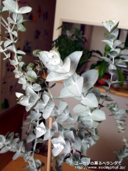 アルビダ (Eucalyptus albida)