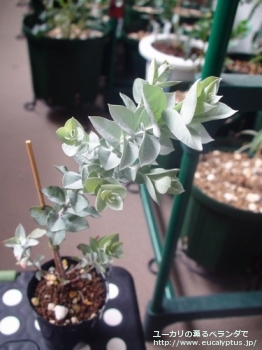 アルビダ (Eucalyptus albida)