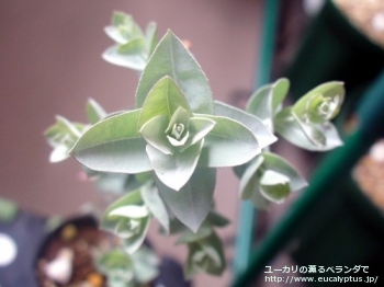 アルビダ (Eucalyptus albida)