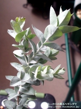 fancyboxアルビダ(Eucalyptus albida)の画像5