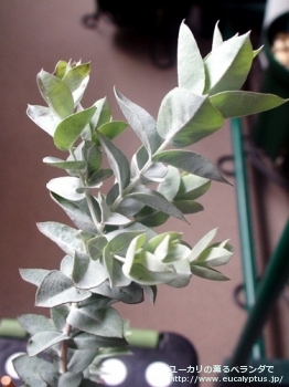 アルビダ (Eucalyptus albida)