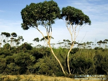 アルビダ (Eucalyptus albida)