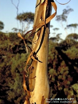 アルビダ (Eucalyptus albida)