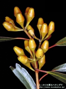 アルビダ (Eucalyptus albida)