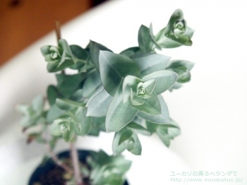 アルビダ (Eucalyptus albida)