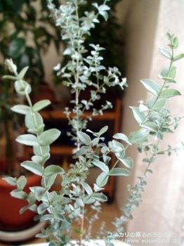 ムーンラグーン (Eucalyptus 'Moon Lagoon')