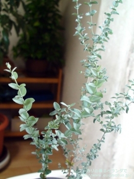 ムーンラグーン (Eucalyptus 'Moon Lagoon')