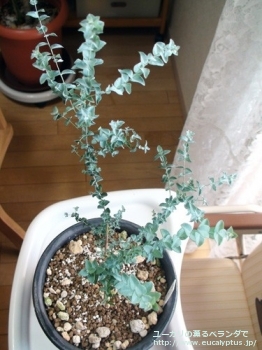 fancyboxムーンラグーン(Eucalyptus 'Moon Lagoon')の画像6