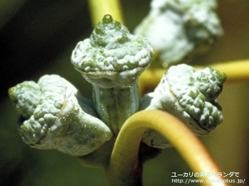fancyboxグロブルス・ビコスタータ(Eucalyptus globulus ssp. bicostata)の画像3