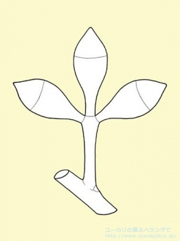 fancyboxグロブルス・ビコスタータ(Eucalyptus globulus ssp. bicostata)の画像5