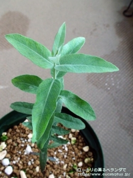 fancyboxグロブルス・ビコスタータ(Eucalyptus globulus ssp. bicostata)の画像6