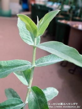 グロブルス・ビコスタータ (Eucalyptus globulus ssp. bicostata)