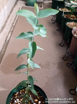 グロブルス・マイデニー (Eucalyptus globulus ssp. maidenii)