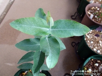 fancyboxグロブルス・マイデニー(Eucalyptus globulus ssp. maidenii)の画像2