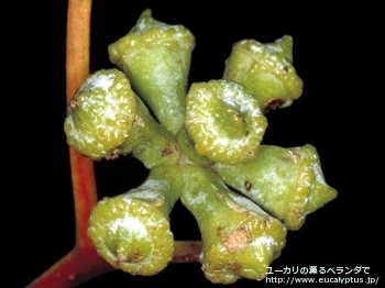 fancyboxグロブルス・マイデニー(Eucalyptus globulus ssp. maidenii)の画像3