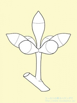 fancyboxグロブルス・マイデニー(Eucalyptus globulus ssp. maidenii)の画像5