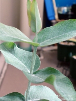 fancyboxグロブルス・マイデニー(Eucalyptus globulus ssp. maidenii)の画像7