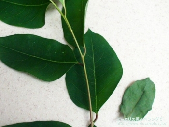 ロブスタ (Eucalyptus robusta)