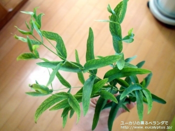 ビミナリス (Eucalyptus viminalis ssp. viminalis)