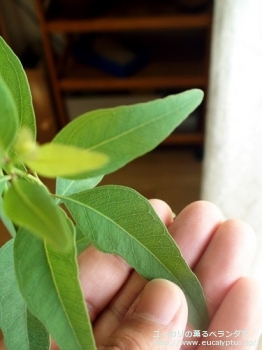 スタイゲリアナ (Eucalyptus staigeriana)