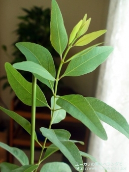 スタイゲリアナ (Eucalyptus staigeriana)