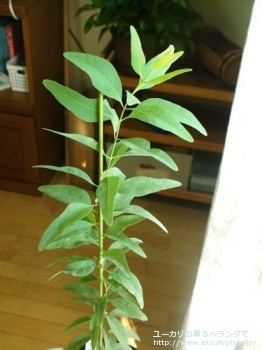 fancyboxスタイゲリアナ(Eucalyptus staigeriana)の画像5