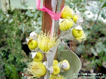 ウッドワーディ (Eucalyptus woodwardii)