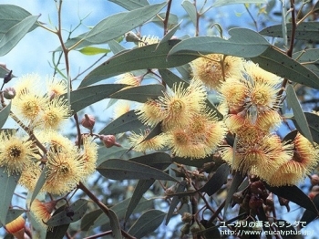 トルウッド (Eucalyptus torwood)