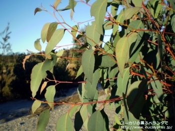 オリダ (Eucalyptus olida)
