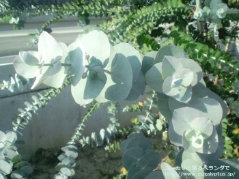 fancyboxプルベルレンタ(Eucalyptus pulverulenta)の画像2