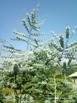 プルベルレンタ (Eucalyptus pulverulenta)