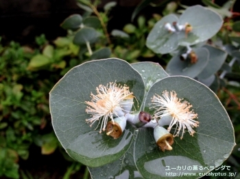 プルベルレンタ (Eucalyptus pulverulenta)