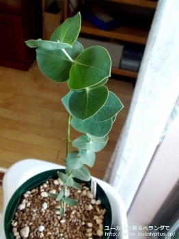 スタージシアナ (Eucalyptus sturgissiana)