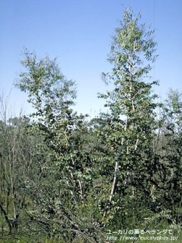 スタージシアナ (Eucalyptus sturgissiana)