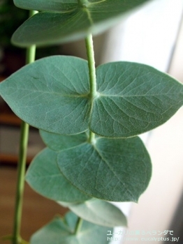 スタージシアナ (Eucalyptus sturgissiana)