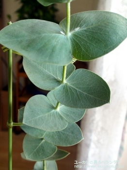 fancyboxスタージシアナ(Eucalyptus sturgissiana)の画像6