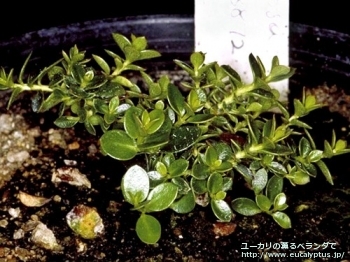 ベルニコサ (Eucalyptus vernicosa)