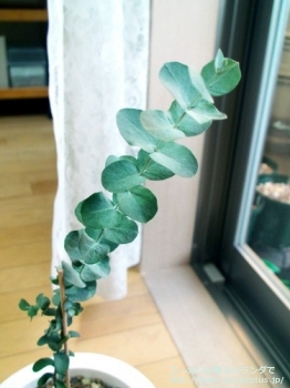 fancyboxアーチェリ(Eucalyptus archeri)の画像1