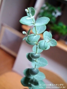 fancyboxアーチェリ(Eucalyptus archeri)の画像2