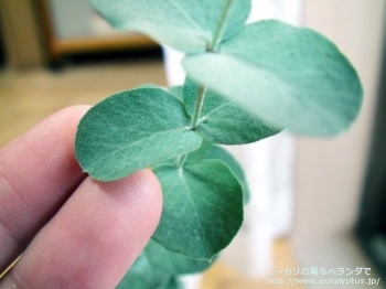 fancyboxアーチェリ(Eucalyptus archeri)の画像4