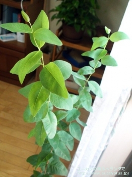 メラノフロイア (Eucalyptus melanophloia)