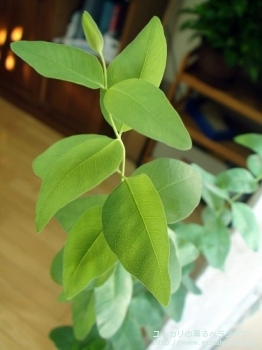 メラノフロイア (Eucalyptus melanophloia)